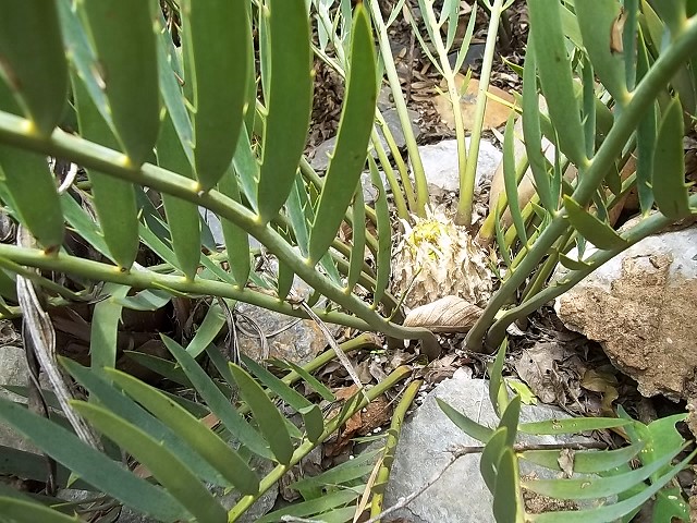 Encephalartos cupidus weiblicher Cone