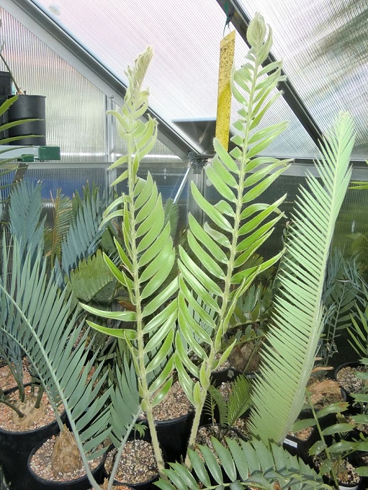 Encephalartos heenanii