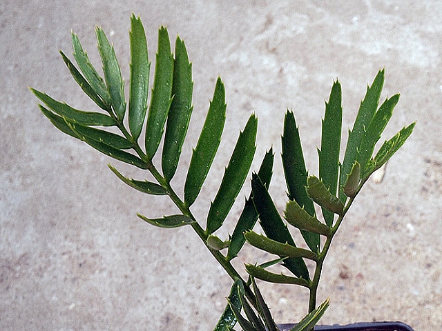 Encephalartos msinganus
