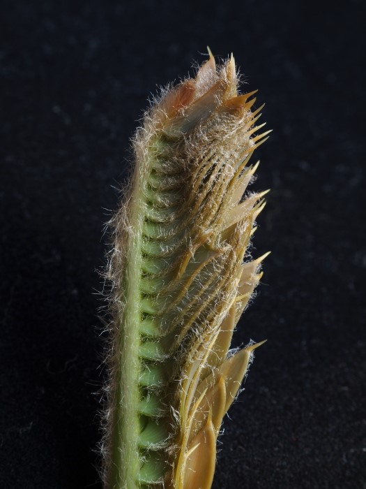 Encephalartos trispinosus