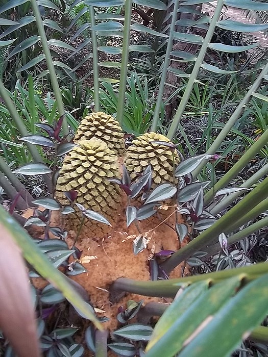 Encephalartos heenanii maennlicher Cone