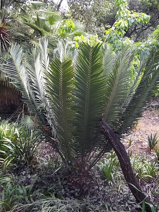 Encephalartos heenanii weibliche Pflanze