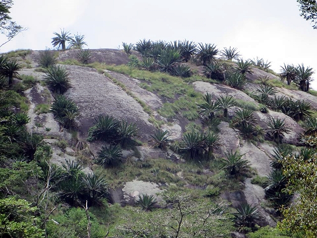 Encephalartos manikensis