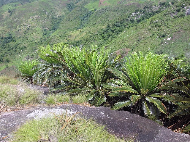 Encephalartos manikensis