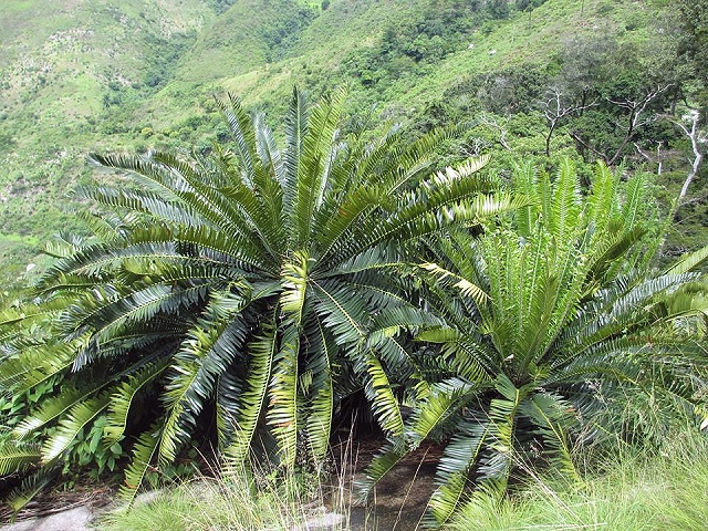 Encephalartos manikensis