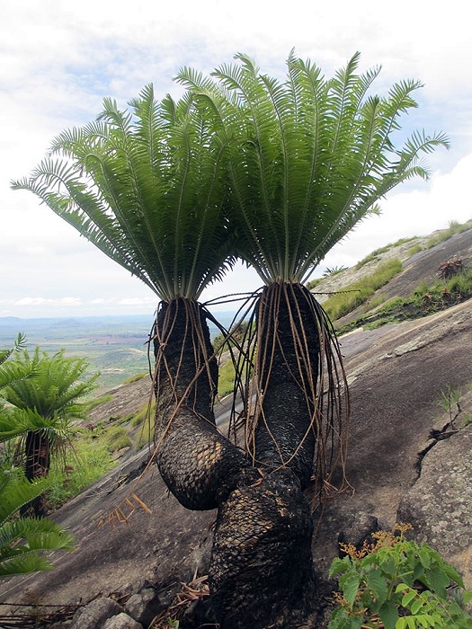 Encephalartos manikensis