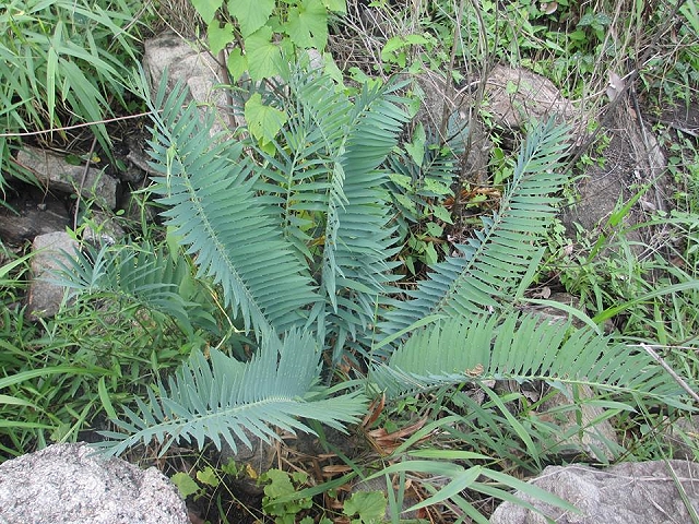 Encephalartos munchii