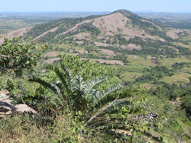 Encephalartos pterogonus