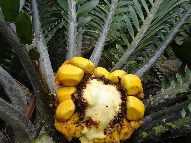 Encephalartos turneri