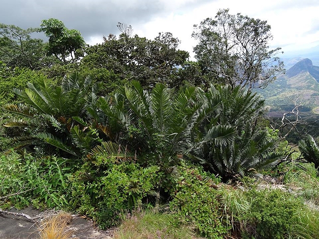 Encephalartos turneri