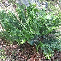 Encephalartos chimanimaniensis