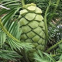 Encephalartos caffer