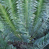 Encephalartos heenani