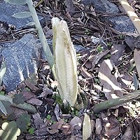 Encephalartos hirsutus