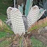 Encephalartos laevifolius