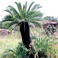 Encephalartos lanatus