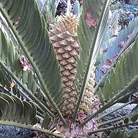 Encephalartos longifolius