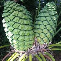 Encephalartos manikensis