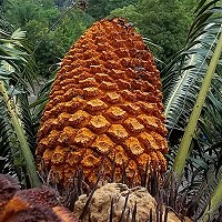 Encephalartos paucidentatus